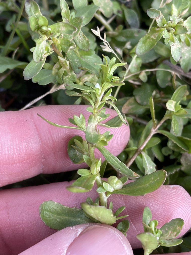 Purslane Speedwell from N College Cir, North Richland Hills, TX, US on ...