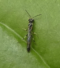 Trypoxylon