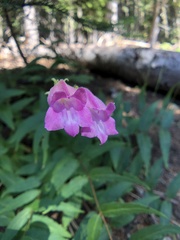 Nothochelone nemorosa