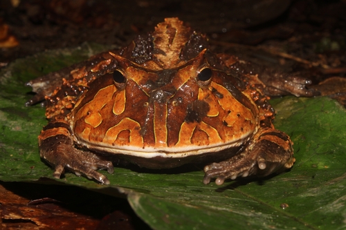 Amazonian Horned Frog