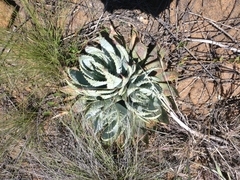 Aloe peglerae