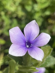 Barleria ovata