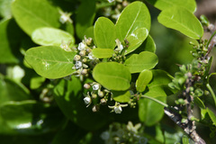 Cynanchum ellipticum