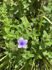 Barleria ovata