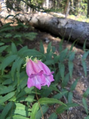 Nothochelone nemorosa