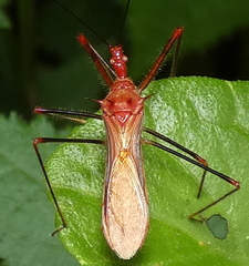 Ricolla quadrispinosa