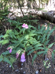 Nothochelone nemorosa