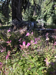 Nothochelone nemorosa