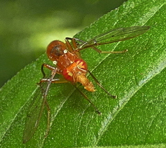 Richardiidae