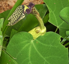 Aristolochia papillaris