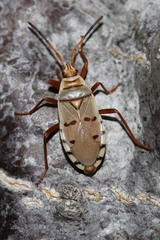 Probergrothius