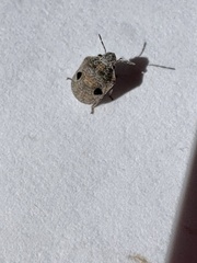 Sphyrocoris obliquus