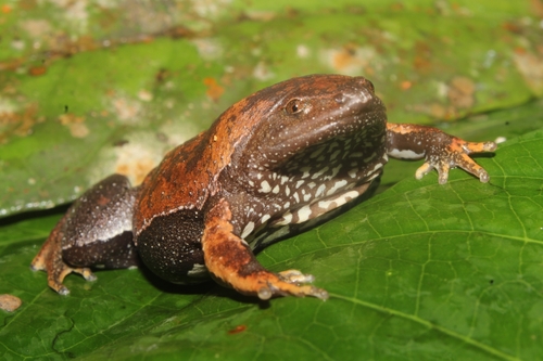 Brown Egg Frog