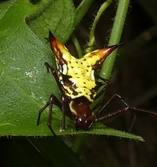 Micrathena fissispina