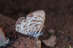 Leptotes