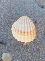 Acanthocardia tuberculata