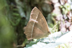 Taygetis tripunctata
