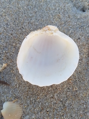 Acanthocardia tuberculata
