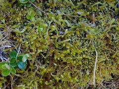 Antitrichia curtipendula