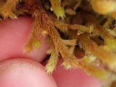 Antitrichia curtipendula