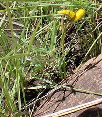 Argyrolobium pauciflorum