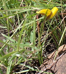 Argyrolobium pauciflorum