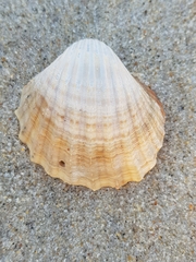 Acanthocardia paucicostata