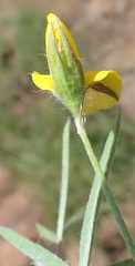 Argyrolobium pauciflorum
