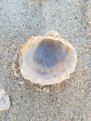 Acanthocardia paucicostata