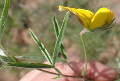 Argyrolobium pauciflorum