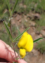 Argyrolobium pauciflorum