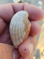 Acanthocardia paucicostata