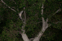 Rousettus aegyptiacus