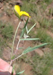 Argyrolobium pauciflorum