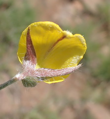 Argyrolobium pauciflorum