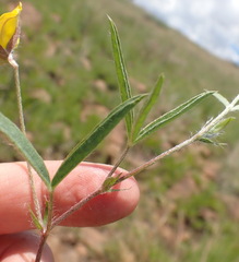 Argyrolobium pauciflorum