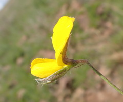 Argyrolobium pauciflorum