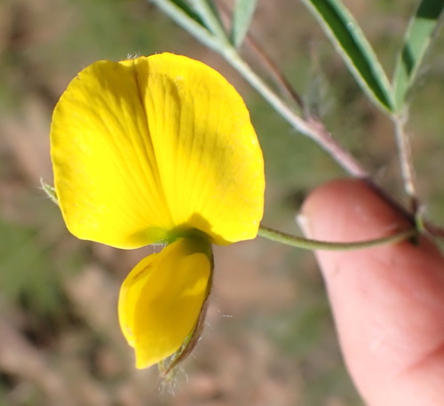 Mini SIlverpod (Argyrolobium pauciflorum)
