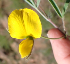 Argyrolobium pauciflorum