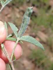 Argyrolobium pauciflorum