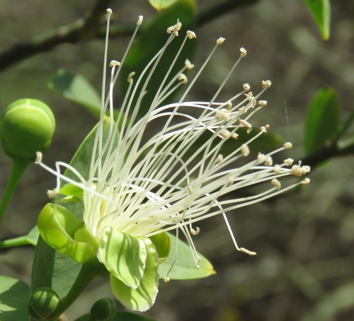 Anisocapparis speciosa (Griseb.) Cornejo & Iltis