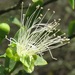 Anisocapparis speciosa - Photo (c) Rich Hoyer, some rights reserved (CC BY-NC-SA), uploaded by Rich Hoyer