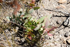 Protea amplexicaulis