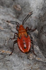 Probergrothius