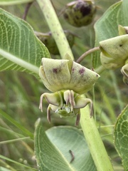 Pachycarpus appendiculatus