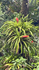 Guzmania berteroniana