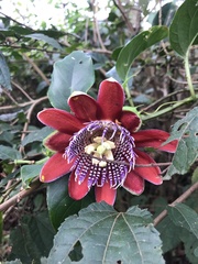 Passiflora alata