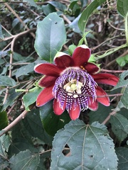 Passiflora alata
