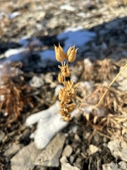 Penstemon secundiflorus