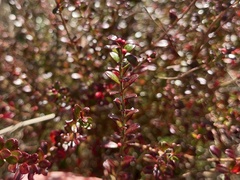 Vaccinium myrsinites